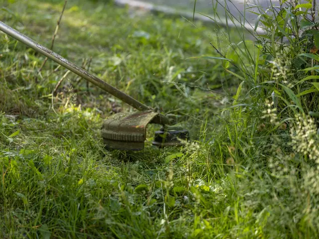 Verwilderte Grundstücksgrenze freischneiden